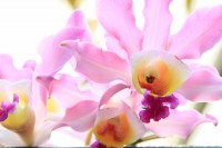 /album/kuranda/img-2847-800x533-jpg/